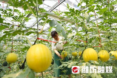 潍坊吃瓜事件天台