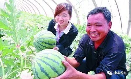 大名县吃瓜新闻事件,一场引发全民热议的“瓜田风波”