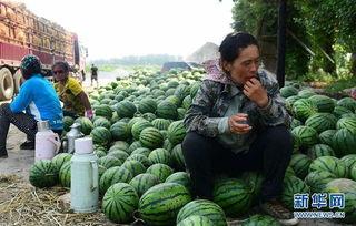 峨边县吃瓜事件真相揭秘,真相大白，还原事件始末