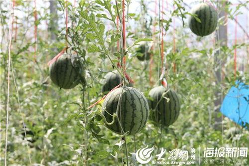 郯城网红吃瓜事件视频最新