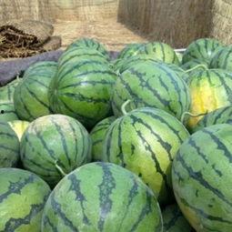 近期大荔吃瓜事件,一场引发全民热议的网络狂欢