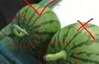 盛世豪庭吃瓜事件真相揭秘,揭秘背后真相与争议