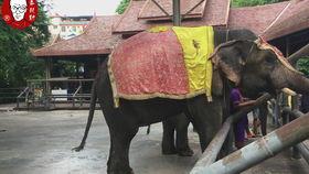 云南公园吃瓜刺激事件,一场意外引发的公共讨论风暴