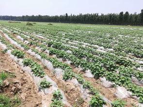 兰考吃瓜事件,一场引发社会热议的网络风波