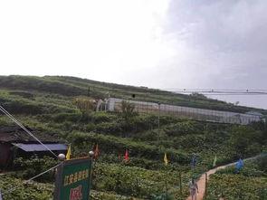 草坝镇吃瓜事件最新进展,最新进展揭示惊人内幕