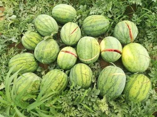 肥城市吃瓜事件真相最新,揭开真相背后的惊人内幕