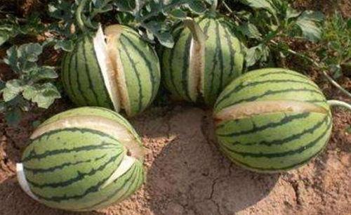 邯郸吃瓜八卦事件真相