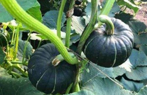 吃瓜事件小网红是谁啊