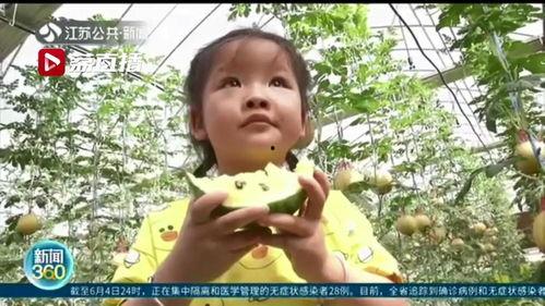 农科院吃瓜事件,一场引发社会热议的瓜田风波