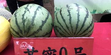 农科院吃瓜事件,一场引发社会热议的瓜田风波