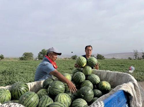 济宁金乡吃瓜事件是什么