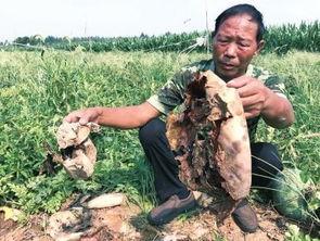 伊犁吃瓜最新事件新闻,揭秘背后真相与网络热议