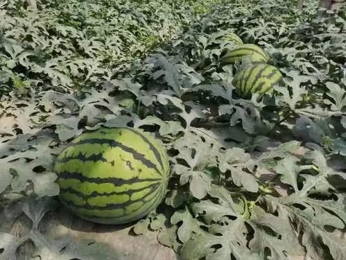 寿光地下吃瓜事件,揭秘神秘地下瓜田的秘密