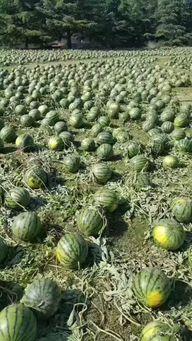 近一周吃瓜事件