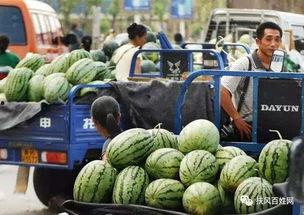 山东交院吃瓜事件,校园风波背后的真相揭秘