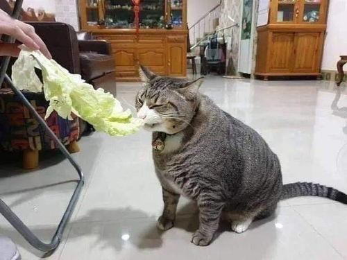 好奇心害死猫的吃瓜事件,吃瓜事件背后的真相与反思