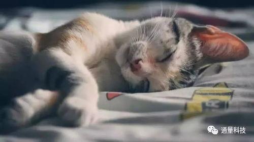 好奇心害死猫的吃瓜事件,吃瓜事件背后的真相与反思