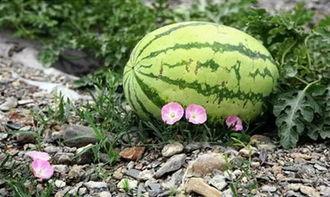 最新吃瓜事件苏州,揭秘网络热议背后的真相