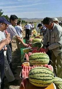 最新吃瓜事件苏州,揭秘网络热议背后的真相