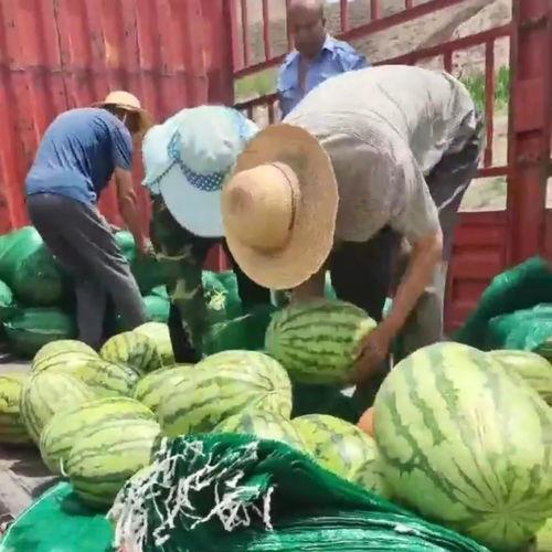 青平吃瓜群众事件视频大全,视频大全背后的热议焦点