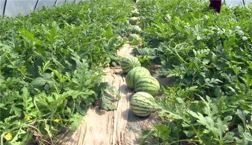 德宏最近吃瓜事件视频最新,揭秘背后真相与网络舆论风暴