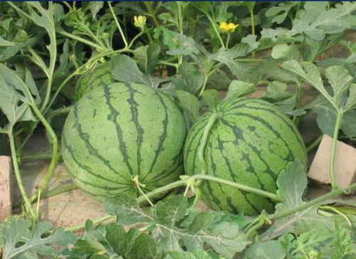 鄂尔多斯吃瓜事件真相,真相与反思