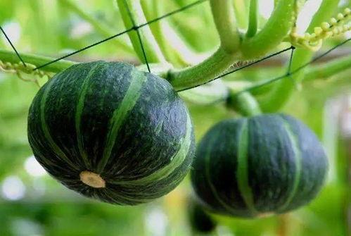 临夏最近吃瓜事件真相,真相背后的人性与反思