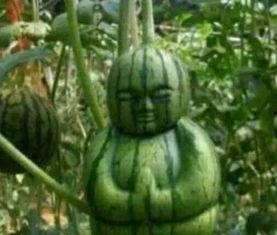 迪拜网红吃瓜事件真相,揭秘背后真相与网络舆论风暴