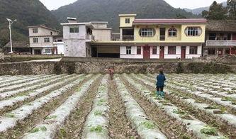 南渠河村吃瓜事件,一场引发热议的乡村奇闻